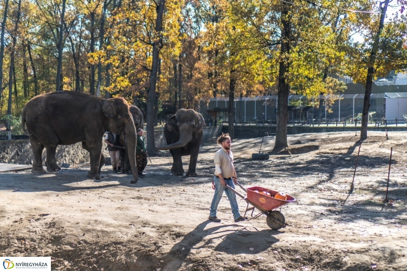 Halloween a Nyíregyházi Állatparkban