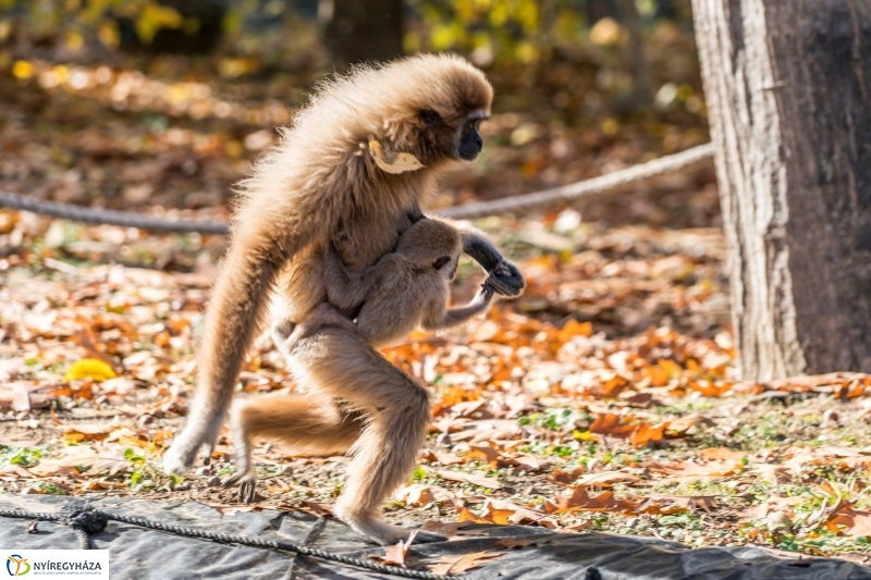 Hosszú hétvégén irány az Állatpark! - fotó Kohut Árpád