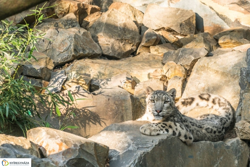 Hosszú hétvégén irány az Állatpark! - fotó Kohut Árpád