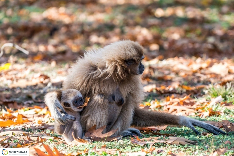 Hosszú hétvégén irány az Állatpark! - fotó Kohut Árpád
