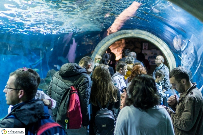 Hosszú hétvégén irány az Állatpark! - fotó Kohut Árpád