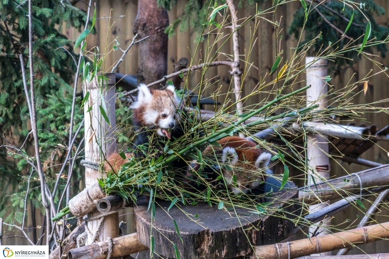 Hosszú hétvégén irány az Állatpark! - fotó Kohut Árpád