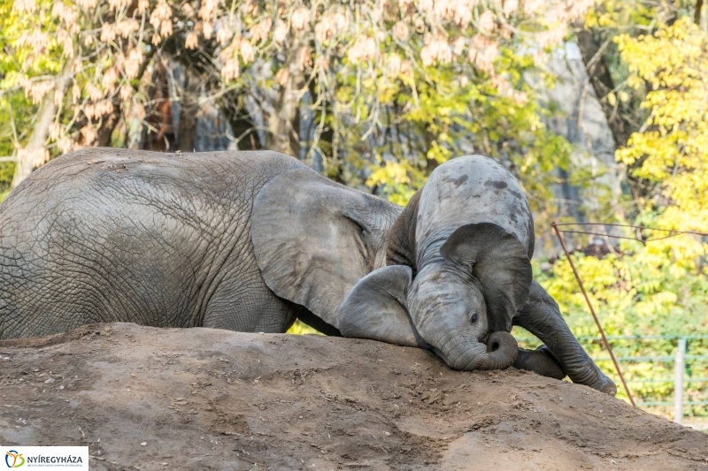 Hosszú hétvégén irány az Állatpark! - fotó Kohut Árpád