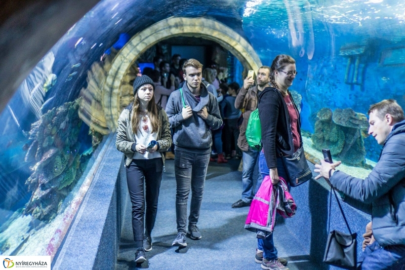 Hosszú hétvégén irány az Állatpark! - fotó Kohut Árpád