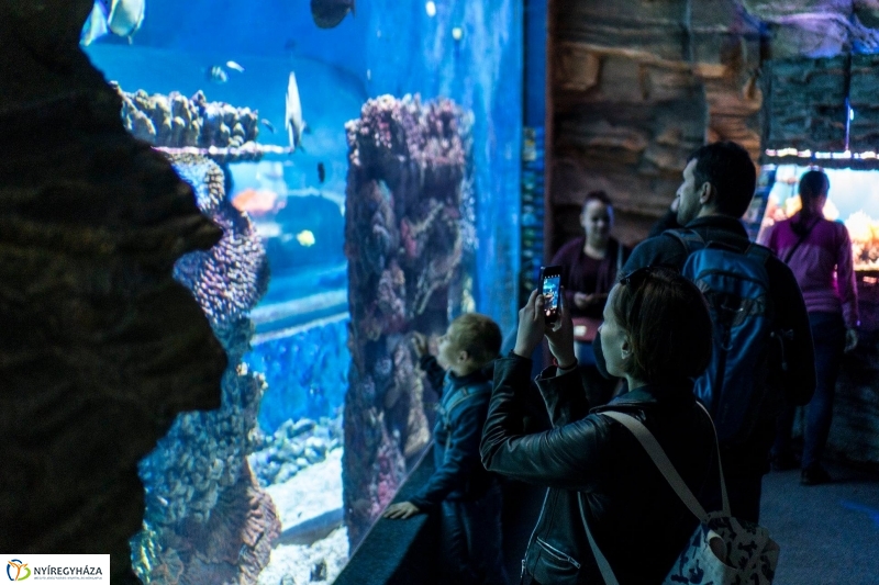 Hosszú hétvégén irány az Állatpark! - fotó Kohut Árpád