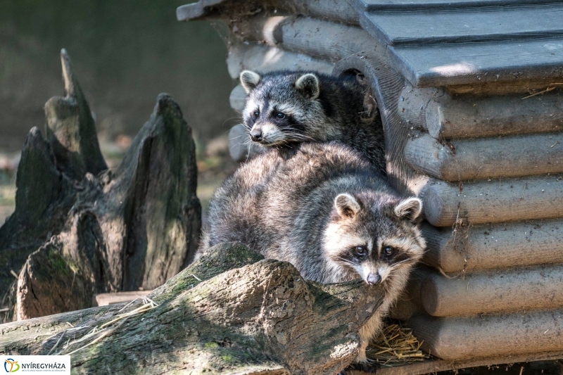 Hosszú hétvégén irány az Állatpark! - fotó Kohut Árpád