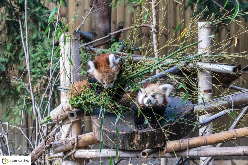 Hosszú hétvégén irány az Állatpark! - fotó Kohut Árpád