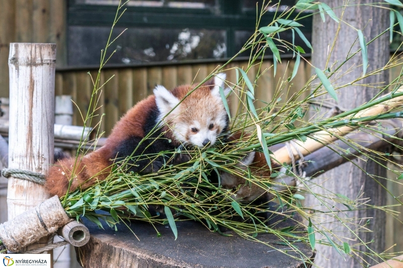 Hosszú hétvégén irány az Állatpark! - fotó Kohut Árpád