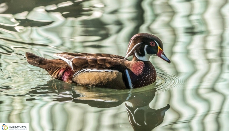 Hosszú hétvégén irány az Állatpark! - fotó Kohut Árpád