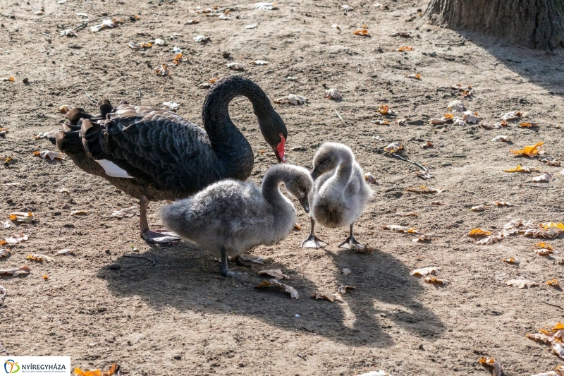 Hosszú hétvégén irány az Állatpark! - fotó Kohut Árpád