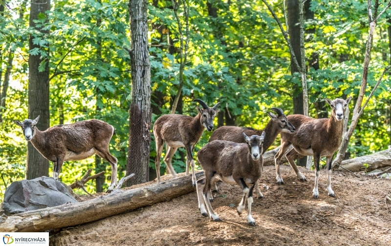Hosszú hétvégén irány az Állatpark! - fotó Kohut Árpád
