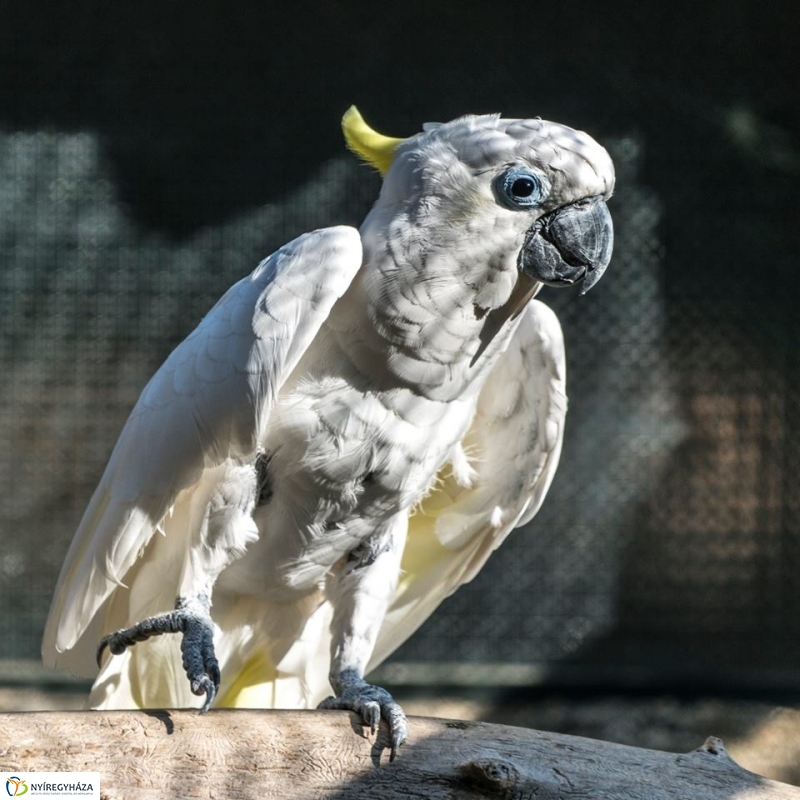 Hosszú hétvégén irány az Állatpark! - fotó Kohut Árpád