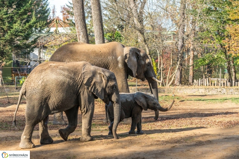 Hosszú hétvégén irány az Állatpark! - fotó Kohut Árpád