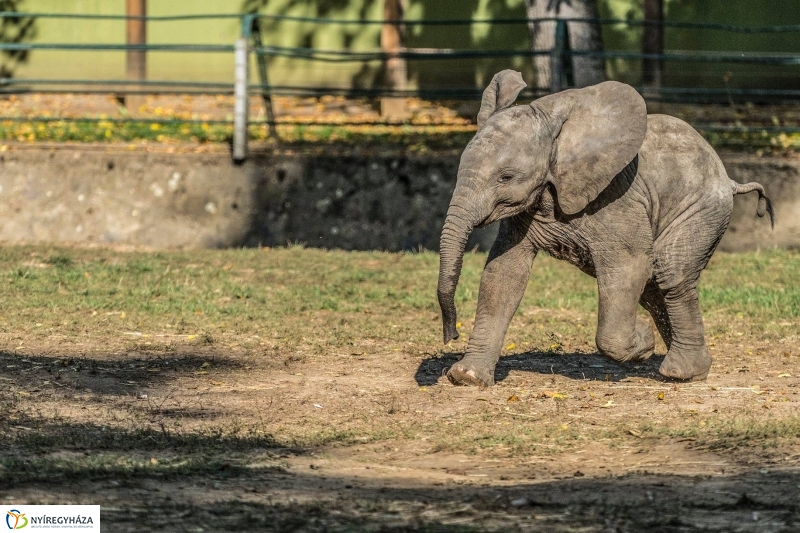 Hosszú hétvégén irány az Állatpark! - fotó Kohut Árpád