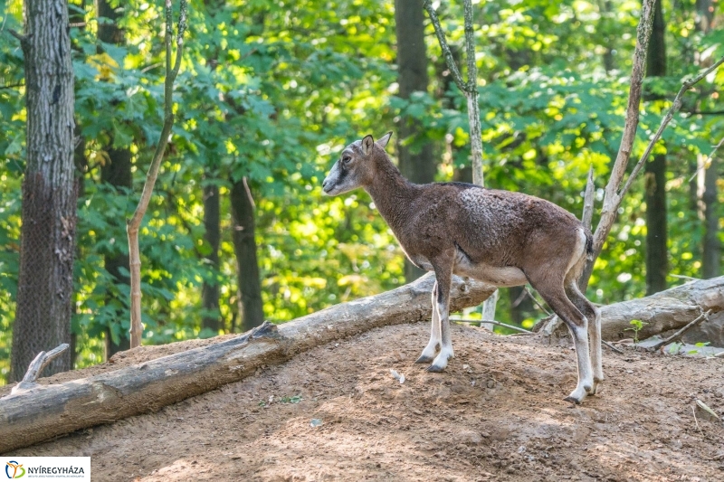 Hosszú hétvégén irány az Állatpark! - fotó Kohut Árpád