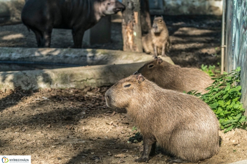 Hosszú hétvégén irány az Állatpark! - fotó Kohut Árpád