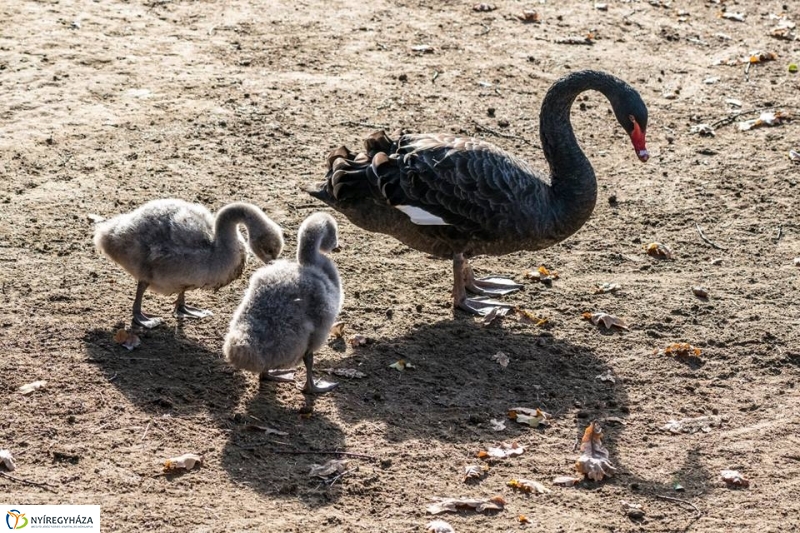 Hosszú hétvégén irány az Állatpark! - fotó Kohut Árpád