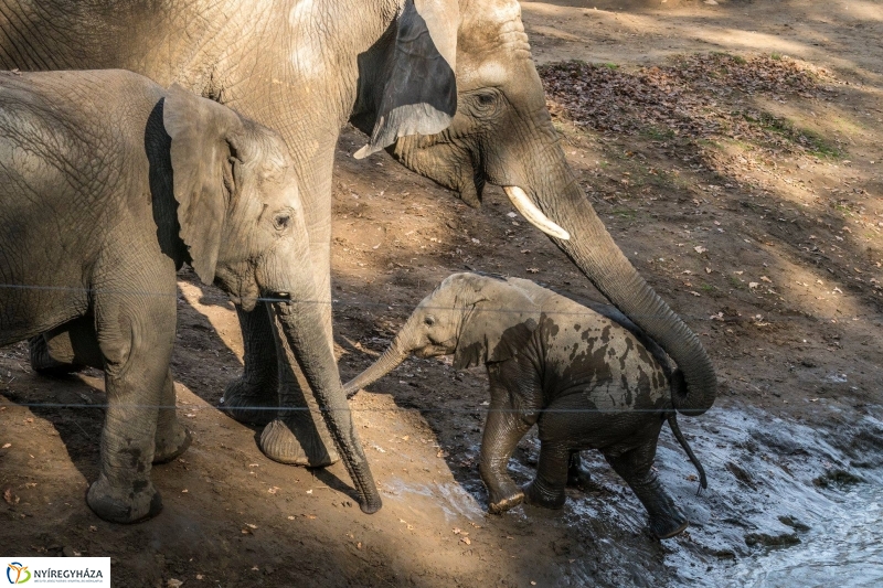 Hosszú hétvégén irány az Állatpark! - fotó Kohut Árpád