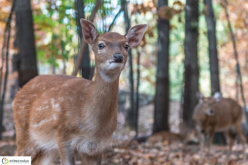 Hosszú hétvégén irány az Állatpark! - fotó Kohut Árpád