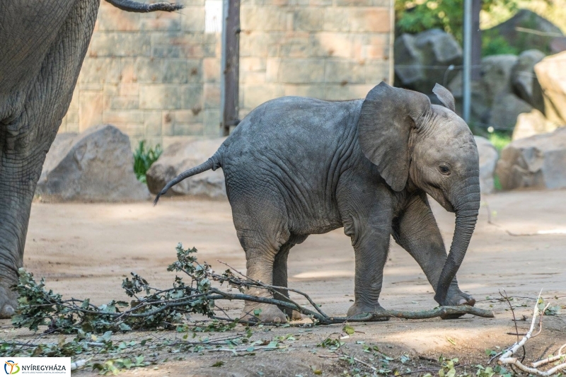 Hosszú hétvégén irány az Állatpark! - fotó Kohut Árpád