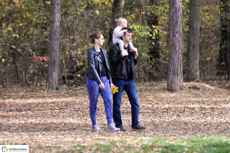 Őszi erdei séta a tavaszias napsütésben - fotó Trifonov Éva