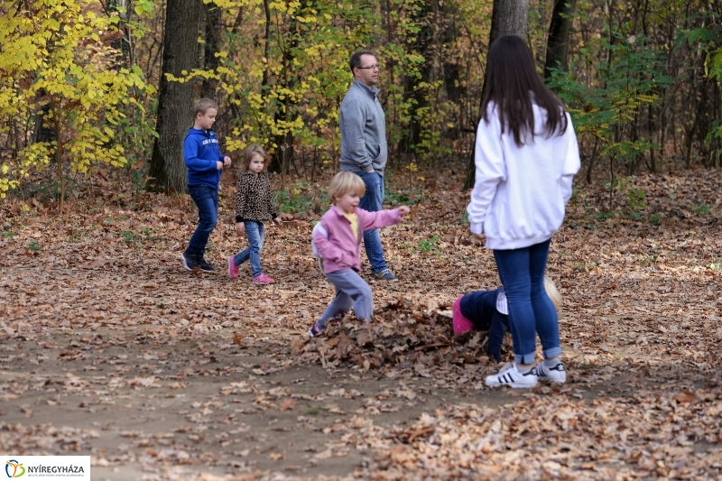 Őszi erdei séta a tavaszias napsütésben - fotó Trifonov Éva