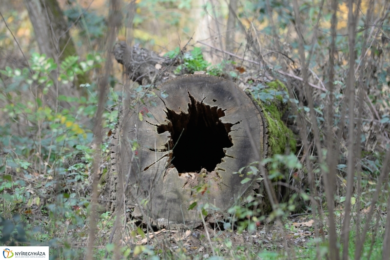 Őszi erdei séta a tavaszias napsütésben - fotó Trifonov Éva