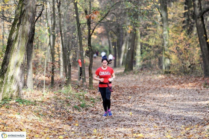 Őszi erdei séta a tavaszias napsütésben - fotó Trifonov Éva