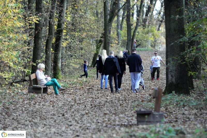 Őszi erdei séta a tavaszias napsütésben - fotó Trifonov Éva