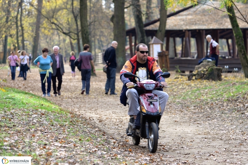 Őszi erdei séta a tavaszias napsütésben - fotó Trifonov Éva