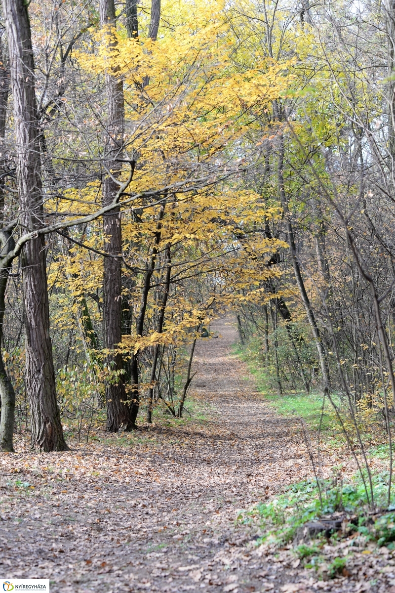 Őszi erdei séta a tavaszias napsütésben - fotó Trifonov Éva