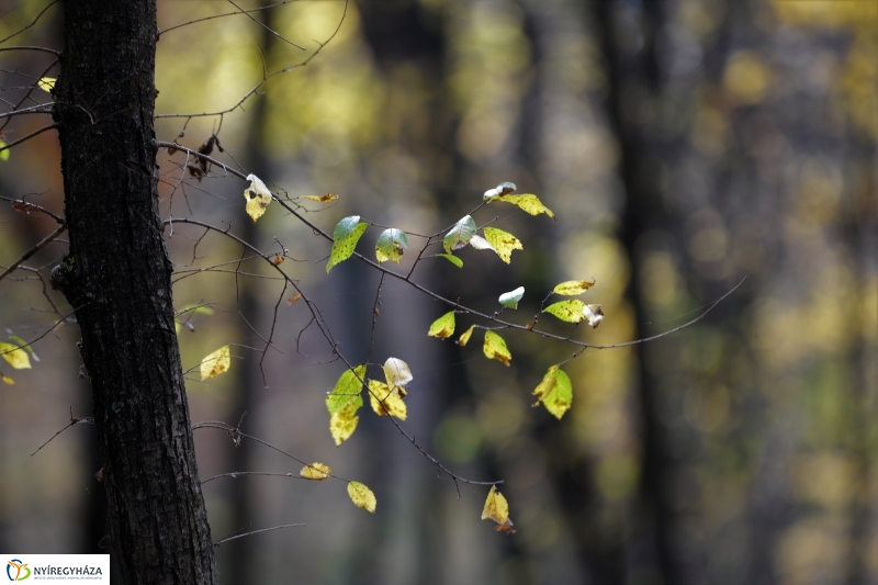 Őszi erdei séta a tavaszias napsütésben - fotó Trifonov Éva
