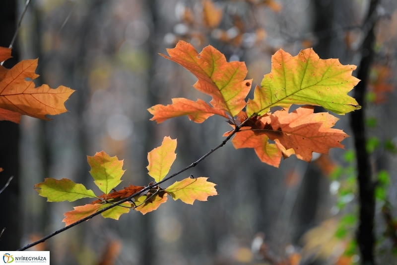 Őszi erdei séta a tavaszias napsütésben - fotó Trifonov Éva