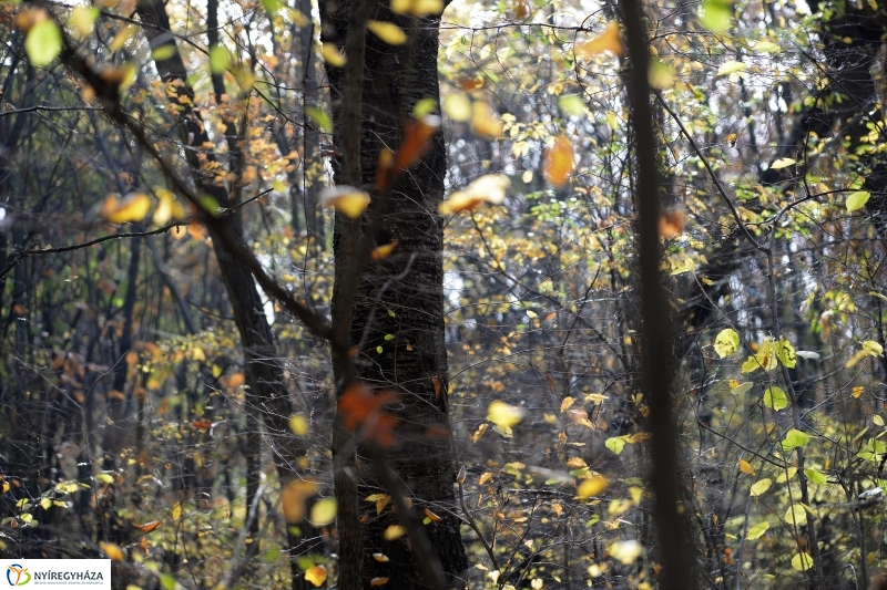Őszi erdei séta a tavaszias napsütésben - fotó Trifonov Éva