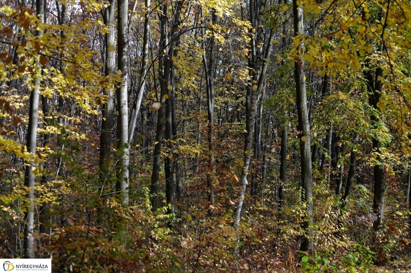 Őszi erdei séta a tavaszias napsütésben - fotó Trifonov Éva