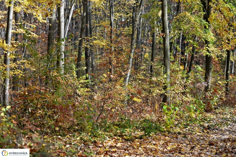 Őszi erdei séta a tavaszias napsütésben - fotó Trifonov Éva