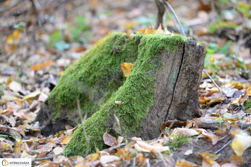 Őszi erdei séta a tavaszias napsütésben - fotó Trifonov Éva