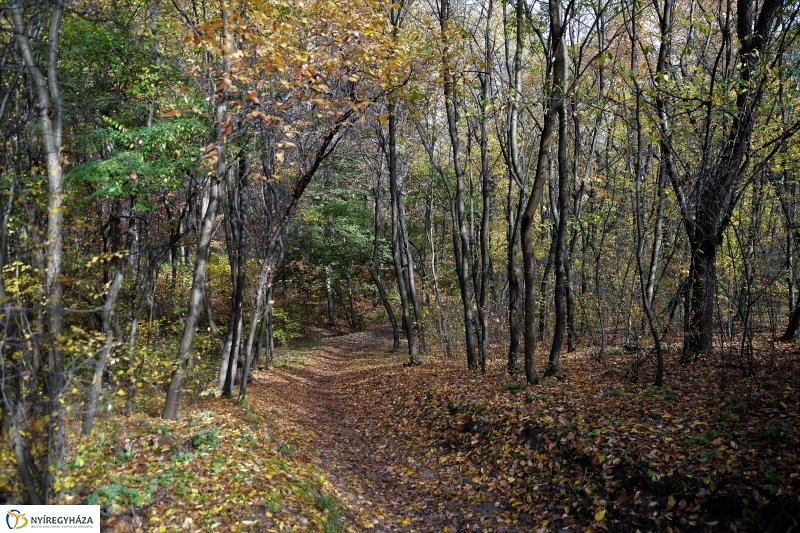 Őszi erdei séta a tavaszias napsütésben - fotó Trifonov Éva