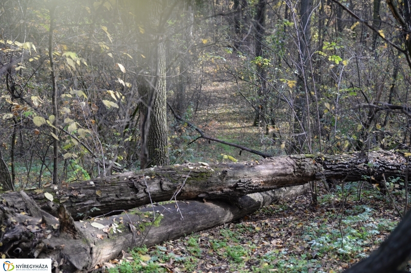 Őszi erdei séta a tavaszias napsütésben - fotó Trifonov Éva