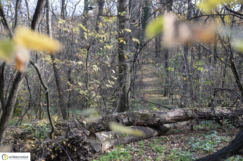 Őszi erdei séta a tavaszias napsütésben - fotó Trifonov Éva