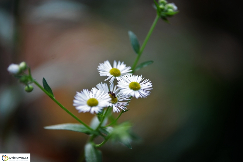 Őszi erdei séta a tavaszias napsütésben - fotó Trifonov Éva