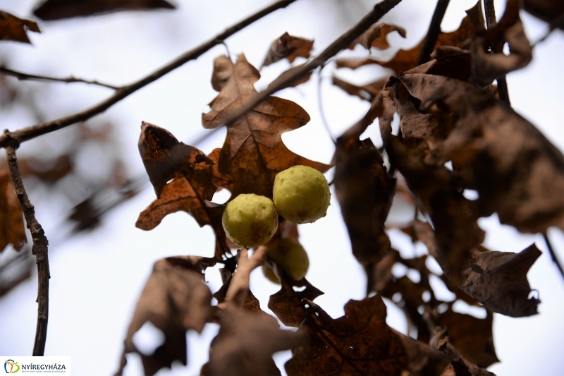 Őszi erdei séta a tavaszias napsütésben - fotó Trifonov Éva