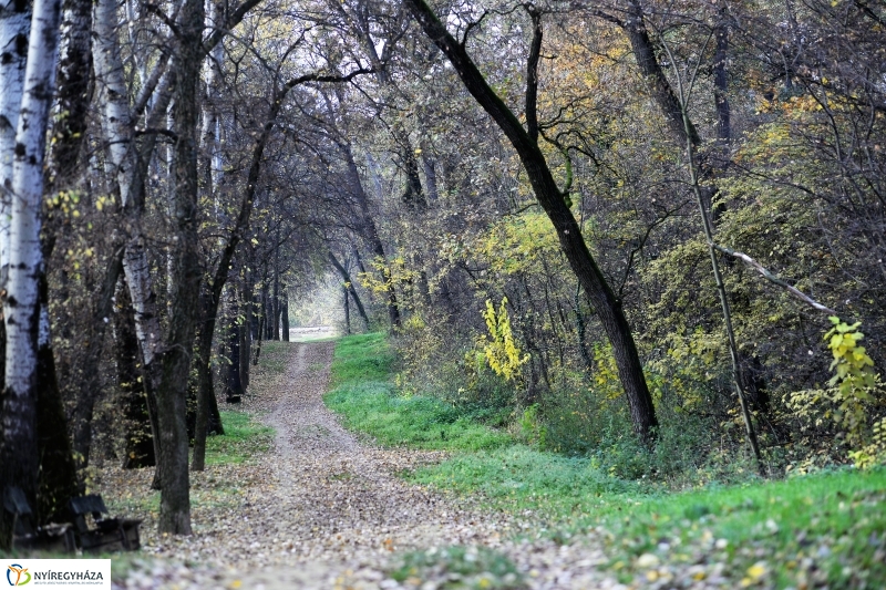 Őszi erdei séta a tavaszias napsütésben - fotó Trifonov Éva