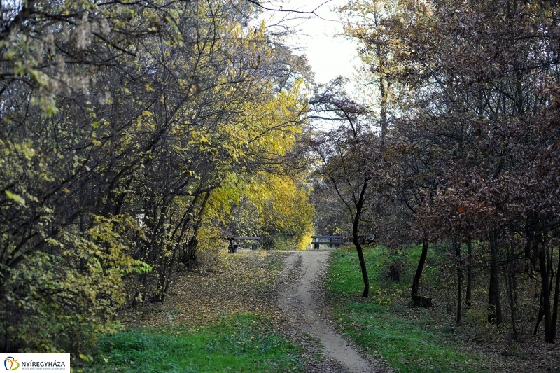 Őszi erdei séta a tavaszias napsütésben - fotó Trifonov Éva