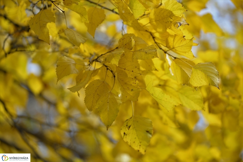 Őszi erdei séta a tavaszias napsütésben - fotó Trifonov Éva