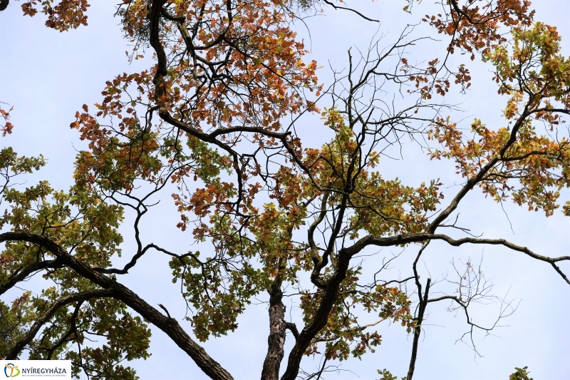 Őszi erdei séta a tavaszias napsütésben - fotó Trifonov Éva