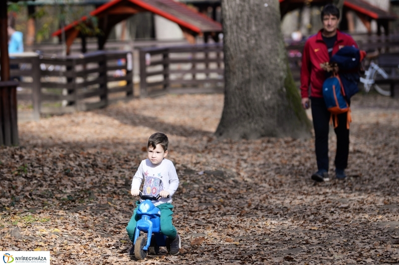 Őszi erdei séta a tavaszias napsütésben - fotó Trifonov Éva