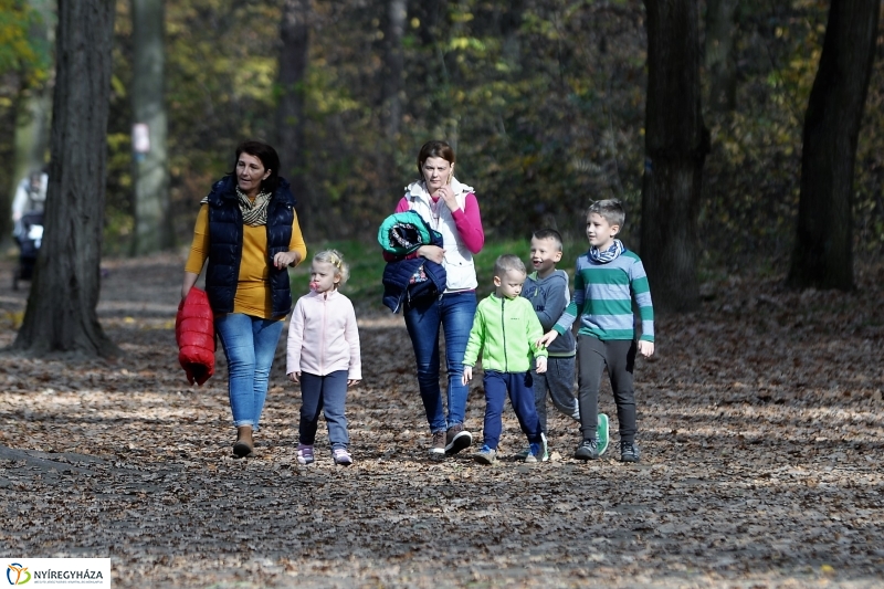 Őszi erdei séta a tavaszias napsütésben - fotó Trifonov Éva