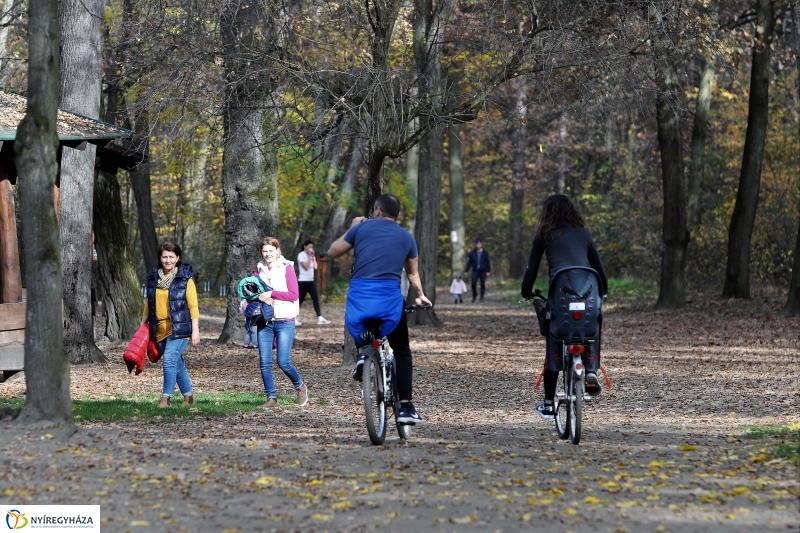Őszi erdei séta a tavaszias napsütésben - fotó Trifonov Éva
