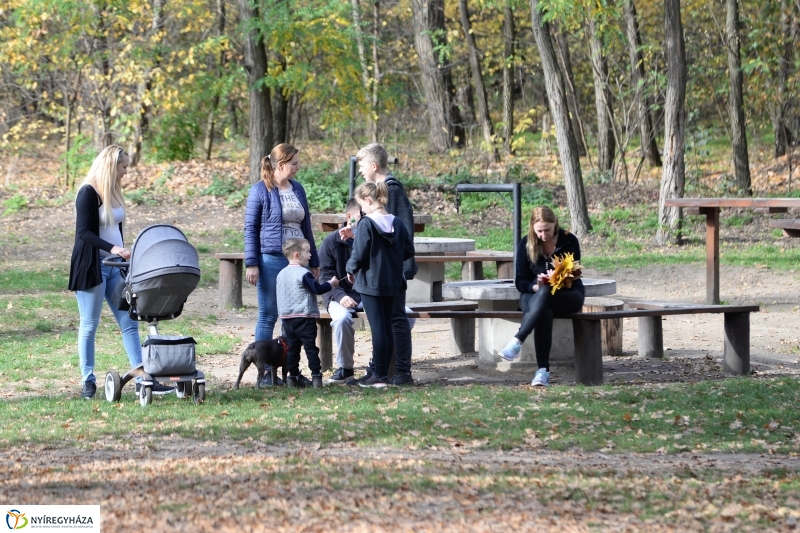 Őszi erdei séta a tavaszias napsütésben - fotó Trifonov Éva